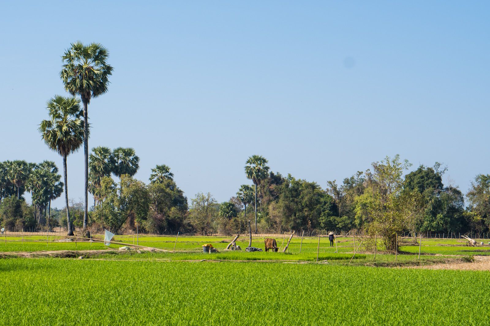 Là-bas au Laos