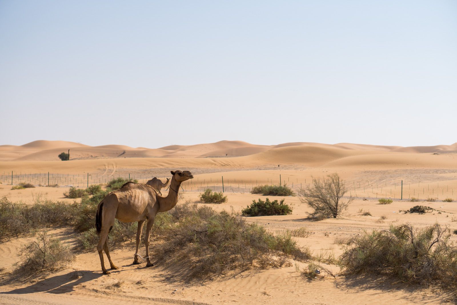 En pratique : la péninsule Arabe